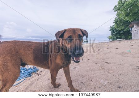 Street dogs playing on the beach of Nusa Lembongan island, Bali.