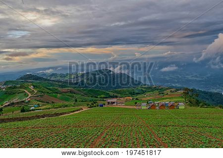 cabbage nature mountain sky and fog phu tubberk thailand