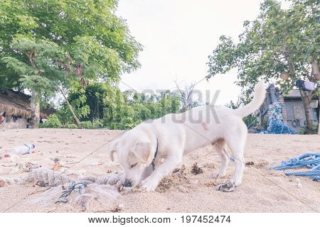 Street dogs playing on the beach of Nusa Lembongan island, Bali.