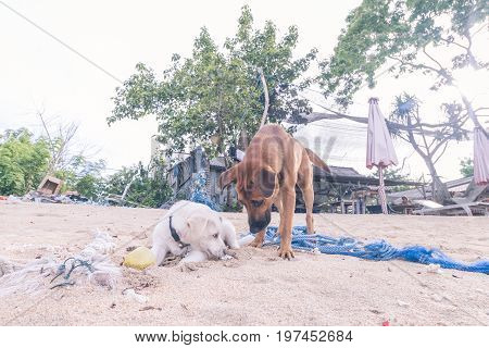 Street dogs playing on the beach of Nusa Lembongan island, Bali.