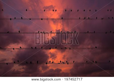 Pigeons on the electrical wires isolated on fantastic sky cloud background