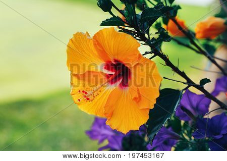 Yellow orchid flower in nature fresh nature amazing orchids points sun violet green plants long vase