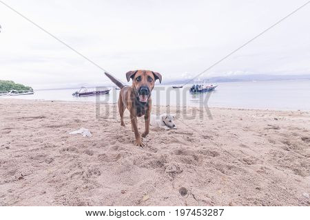 Street dogs playing on the beach of Nusa Lembongan island, Bali.