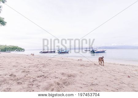 Street dogs playing on the beach of Nusa Lembongan island, Bali.