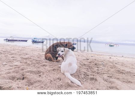 Street dogs playing on the beach of Nusa Lembongan island, Bali.