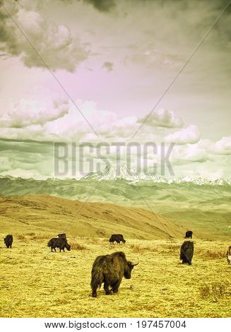 View on Yaks in the tibetan mountains of China