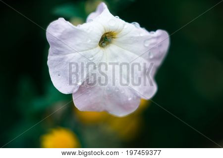 White fresh petunia flowers with blurred background