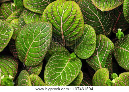 fittonia plant background