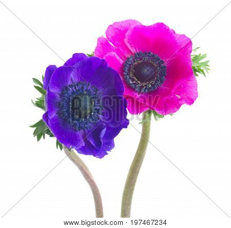 Fresh colorful Anemones blue and pink flowers isolated on white background