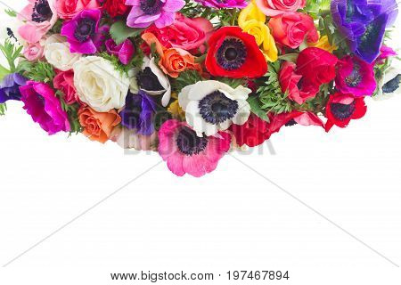 Fresh blooming anemones and roses flowers border isolated on white background