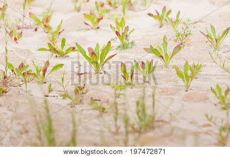 Summer. Sandy quarry. In small green plants against the background of sand and clay. Ukraine. Kiev region