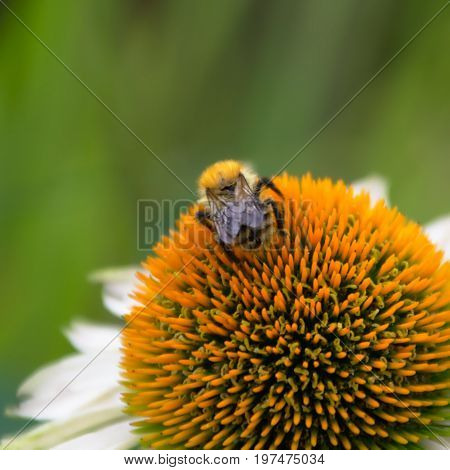 bee on an orange coneflower found in the garden