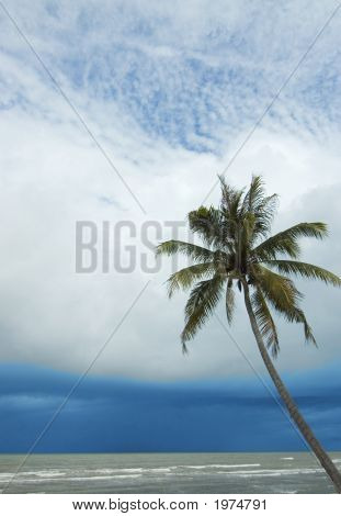 Isla palmera
