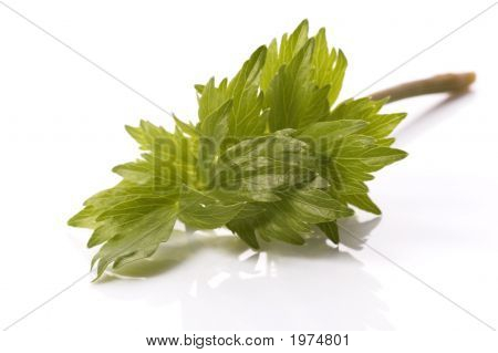frische Kräuter. Liebstöckel