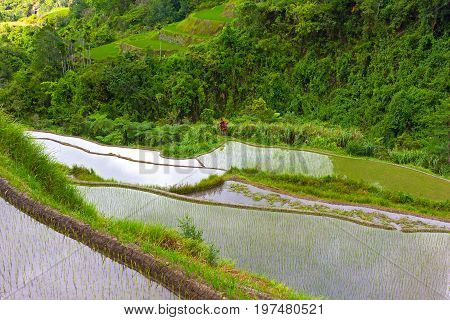 Steep terraces of rice plantations in Philippines. Agricultural landscape surrounded by lush tropical vegetation.