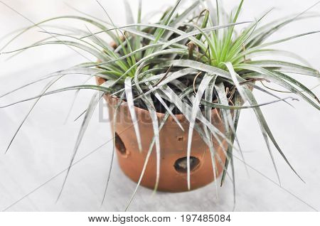 Tillandsia or Bromeliaceae plant on the floor