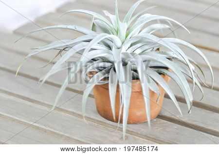 Tillandsia or Bromeliaceae plant on the floor