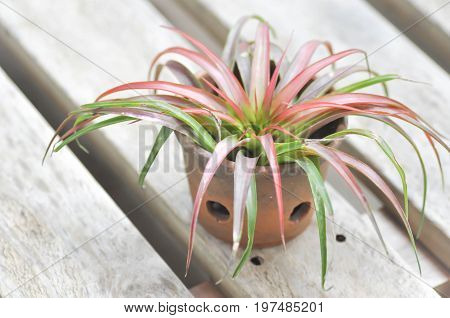 Tillandsia or Bromeliaceae plant on the floor