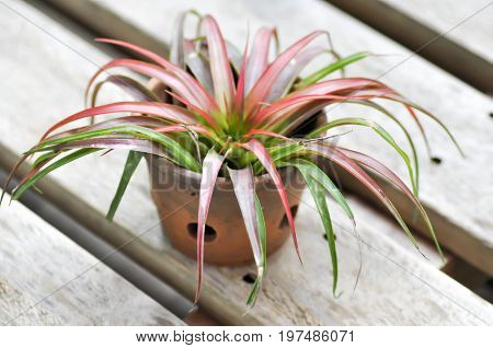 Tillandsia or Bromeliaceae plant on the floor