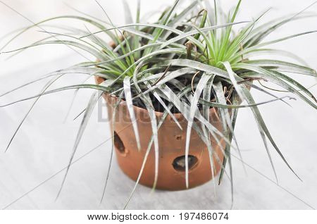 Tillandsia or Bromeliaceae plant on the floor