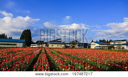Tulip Flowers On The Field In Tohoku, Japan