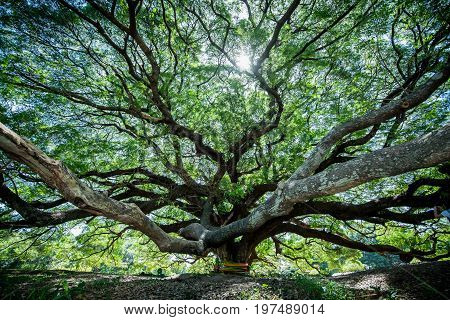 Large Samanea saman tree with branch in Kanchanaburi Thailand