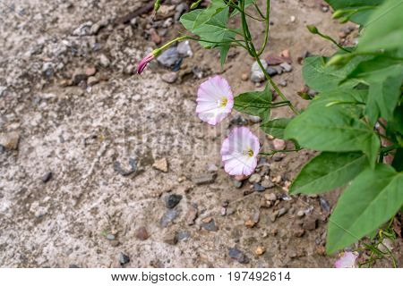 Convolvulus Arvensis Or Field Bindweed