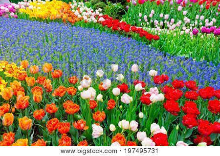 Scagit Valley Tulip Festival In Washington.