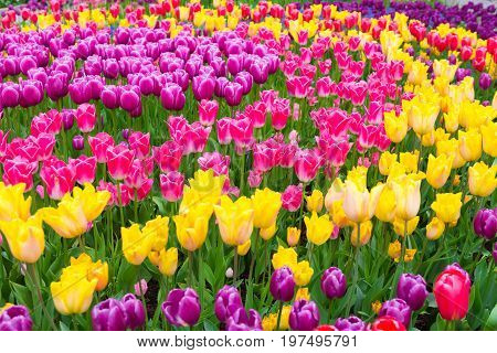 Field Of Colorful Tulips. Scagit Valley Tulip Festival In Washington.