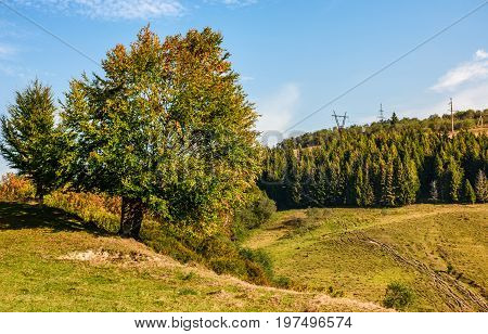 Tree On A Mountain Grassy Hill Side