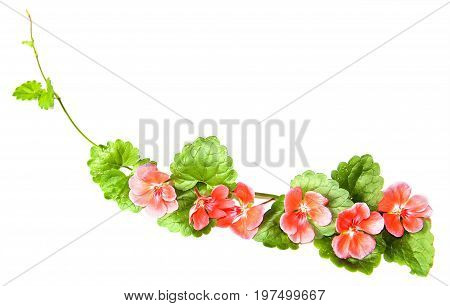 Composition Of Fresh Green Leaves Of The Ground Cover And Bright Pink Flowers Of Geranium