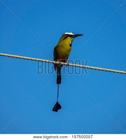 Closeup of Blue-crowned motmot bird over cable and blue sky, front view