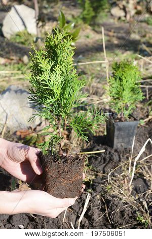 Planting Thuja. Gardener Hands Planting Cypress tree Transplant Thuja with Roots