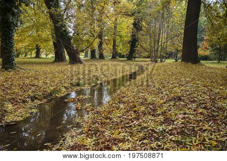 Small creek in the park in fall with yellow foliage