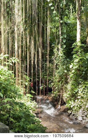 Massive tropical lianas hanging of giant tree jungle Bali Indonesia