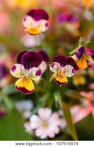 spring flowers