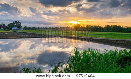 Sun rise with water reflection clouds in the young rice field and the road to Funeral pyre.