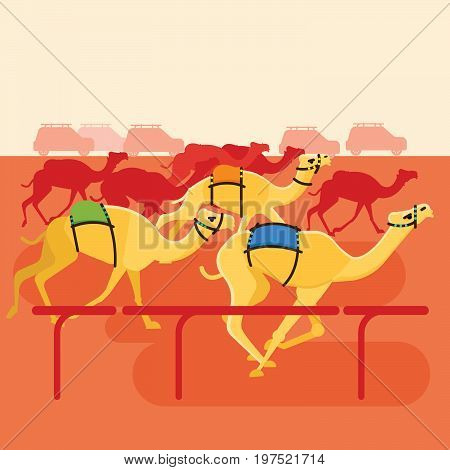 Camel racing vector illustration. Tournament race thoroughbred camels