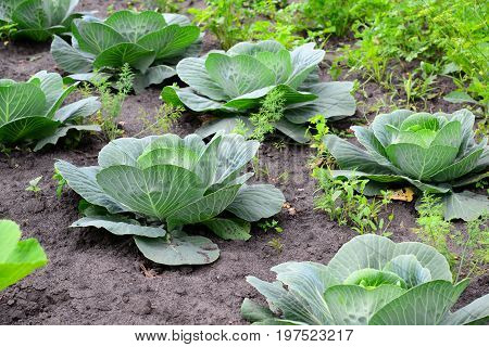Young Cabbage Grows In A Private Garden