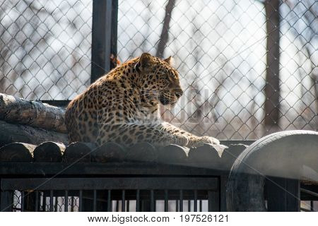 Far Eastern leopard strong fast wild animal