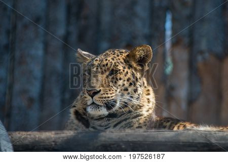 Far Eastern leopard strong fast wild animal