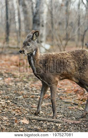 Siberian musk deer, a rare pair hoofed animal with fangs