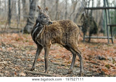 Siberian musk deer, a rare pair hoofed animal with fangs