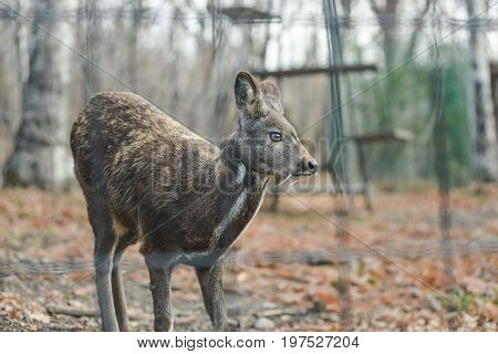 Siberian musk deer, a rare pair hoofed animal with fangs