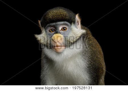 Portrait of Red tail monkey, or Schmidt's guenon Cercopithecus ascanius ape Isolated on Black Background
