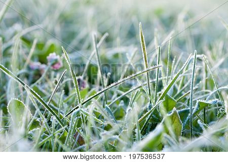 background from a green grass covered with hoarfrost. frosty meadow leaves frozen