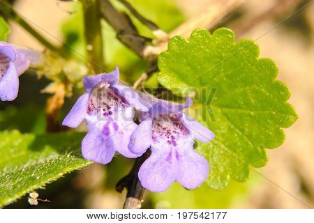veined blooms is one of the glories of spring and summer