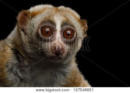 Close-up Portrait of Lemur Slow Loris Stare Isolated Black background