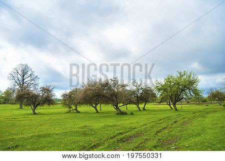 Blooming apple orchard in spring located in Latvia