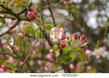 Blooming apple orchard in spring located in Latvia
